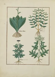 Illustration aus dem Buch der einfachen Heilmittel von Mattheaus Platearius (gest. um 1161) c.1470